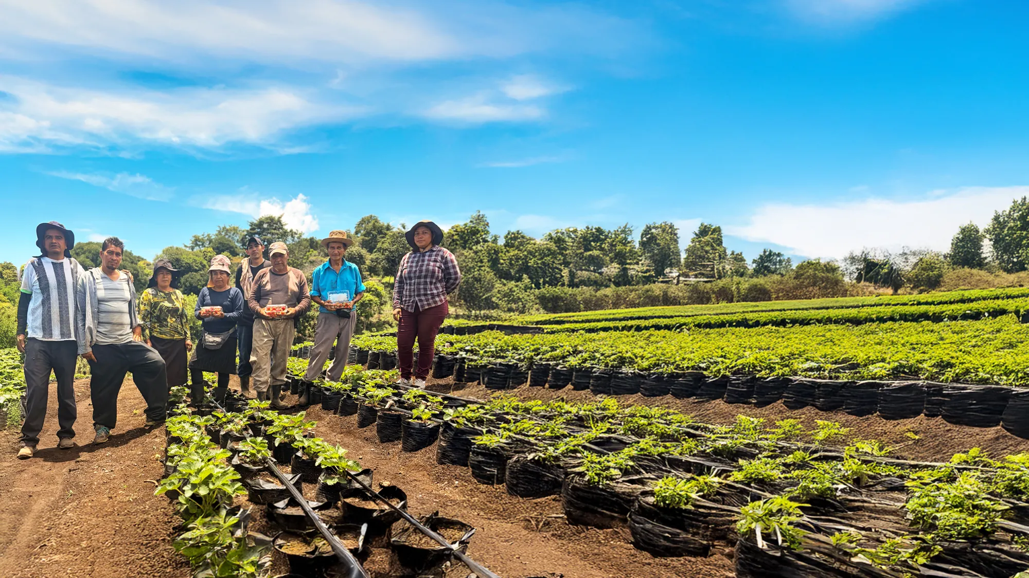Grupo de productores del proyecto de pie junto a las hileras de plantas de fresa en bolsa; varios sostienen cajas con fresas