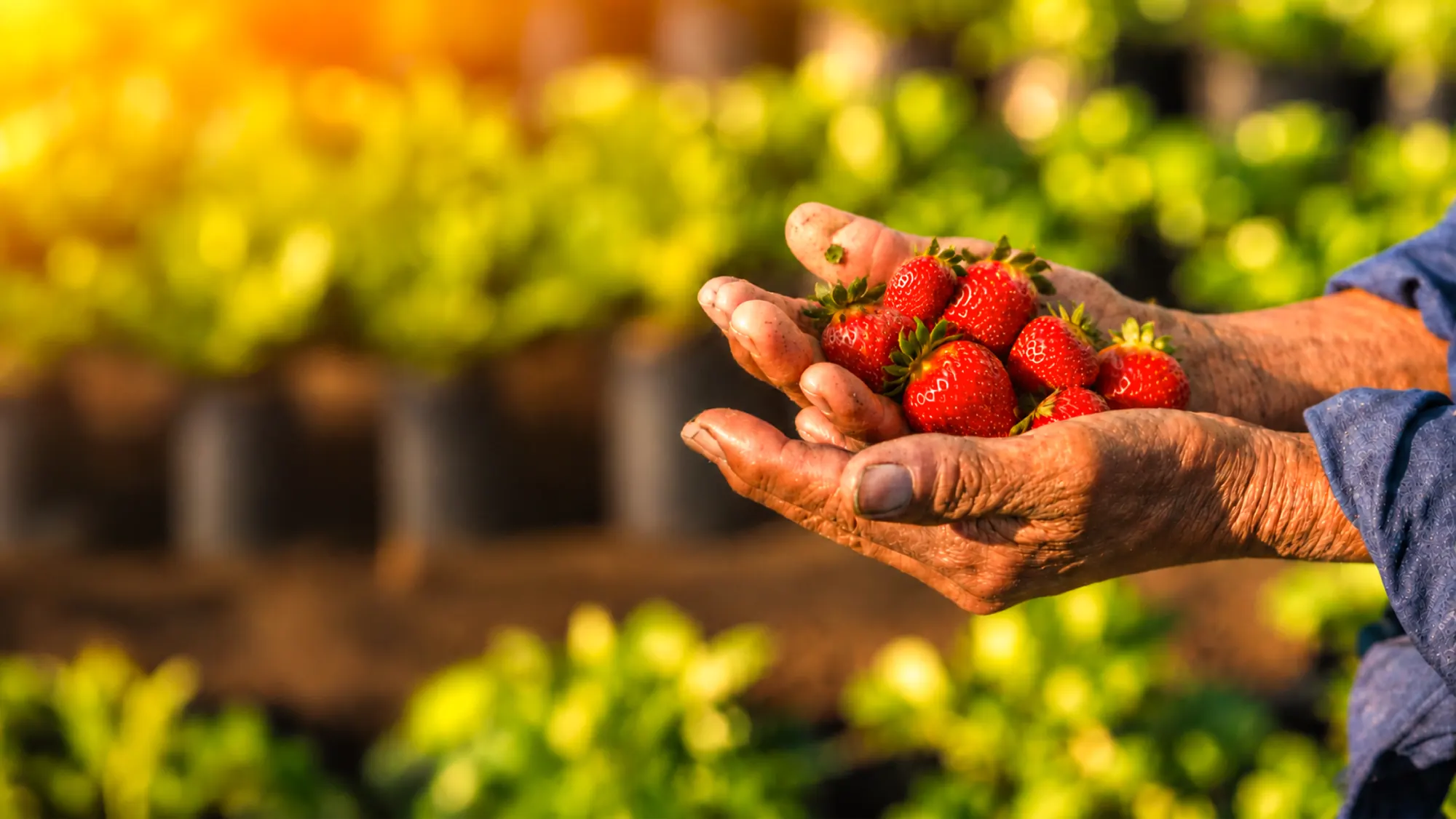 Manos curtidas por el trabajo del campo sostienen fresas recién cosechadas